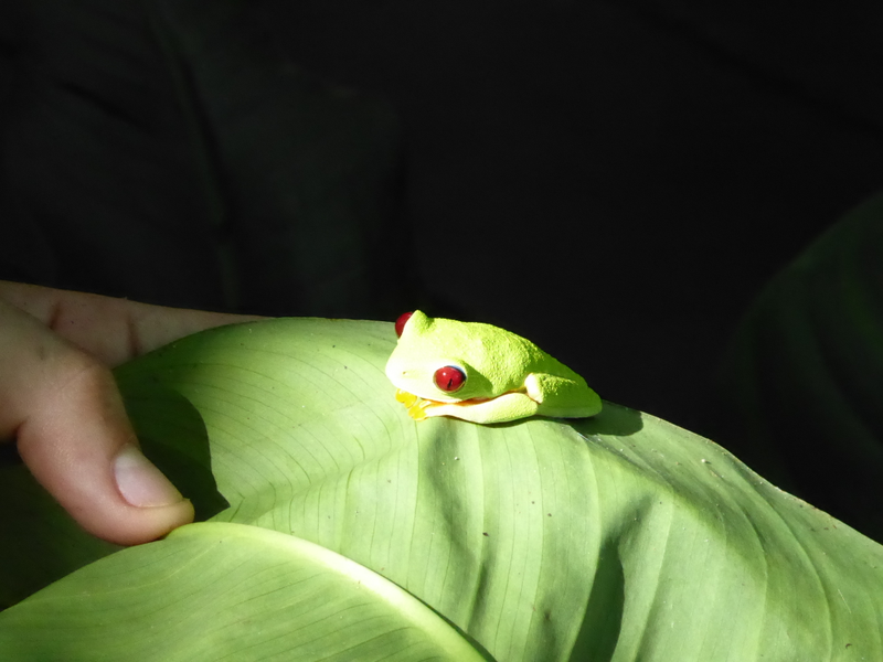 The famous Red Eyed Leaf Frog. This is a male, slightly smaller than the females.